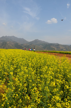 油菜花开