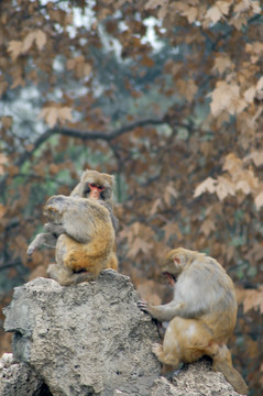 猕猴 梳理毛发的猴子