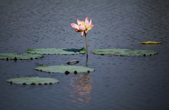 秋荷