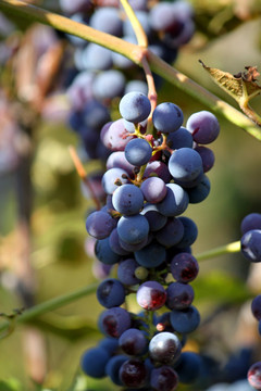 山葡萄 葡萄 水果