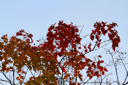 秋天 五花山 收货 红叶 黄叶