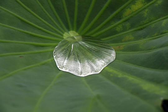 荷叶露珠