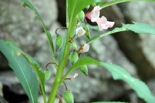 凤仙花