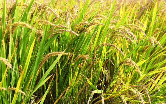 有机水稻 稻田