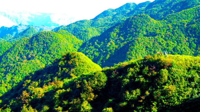 树林 山峦