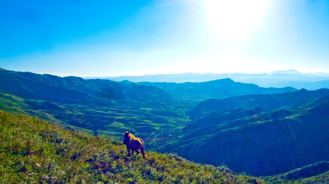 崇山峻岭 牧马