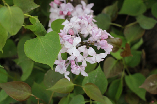 丁香花