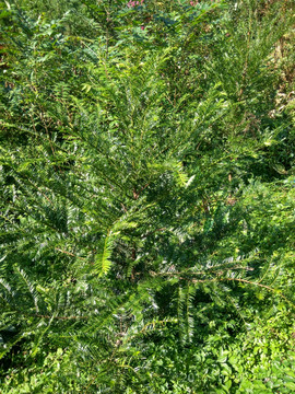 红豆杉 树苗