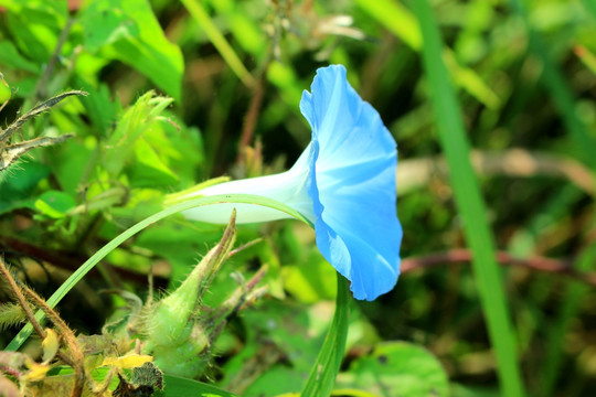 牵牛花