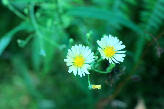 植物花朵