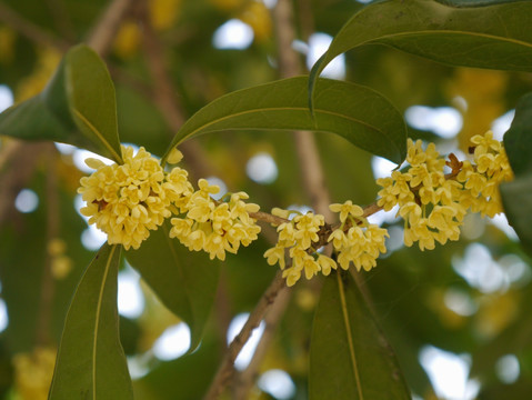 桂花