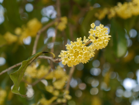 桂花