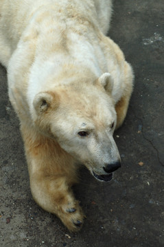 北极熊 大型猛兽