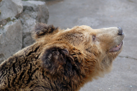 灰熊 棕熊 大型猛兽