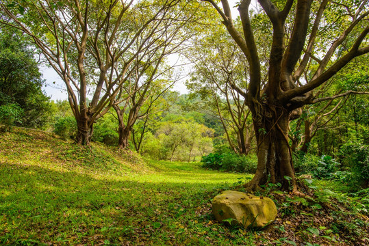 阳光绿树草地