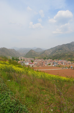 油菜花开