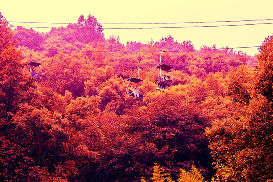 秋天红叶缆车