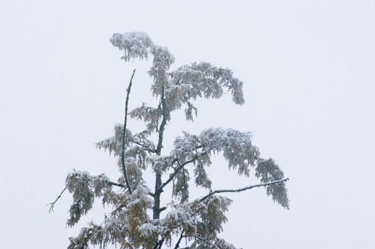 雪松