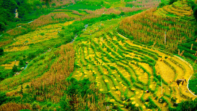 梯田 山地