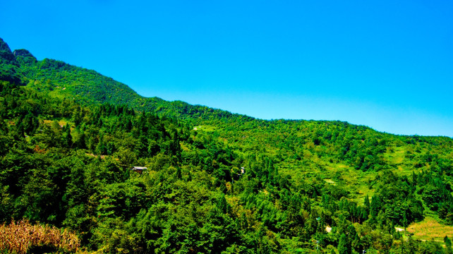 树林 山岭