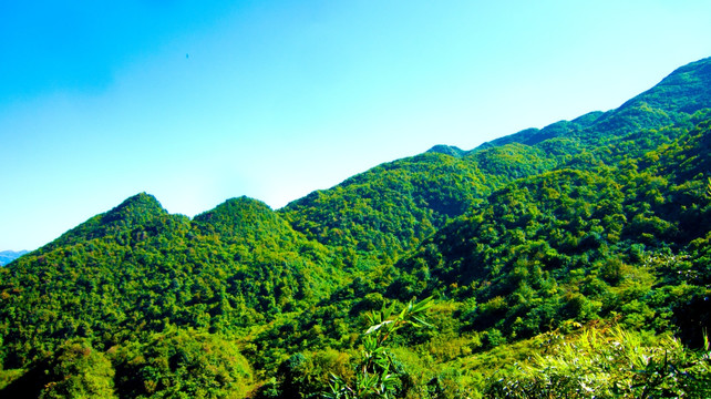 山岭 树林