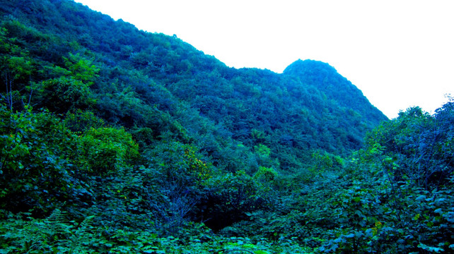 青山 山野