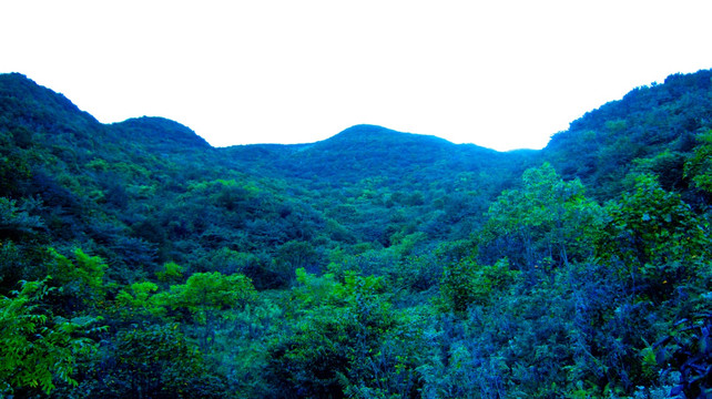 树林 大山