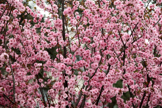 桃花