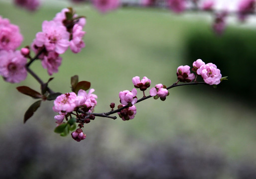 桃花