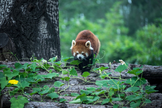 小熊猫