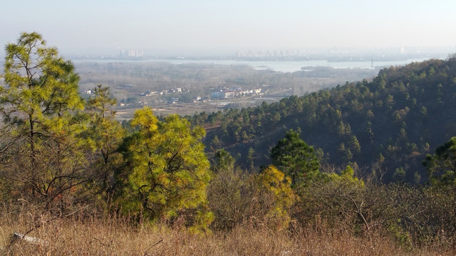 山坡松林