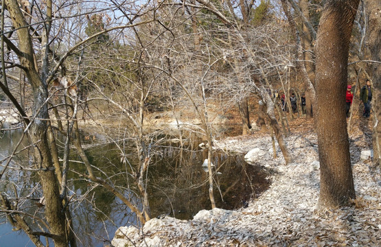 鸟居池边树