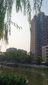 垂柳