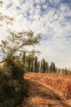 田野