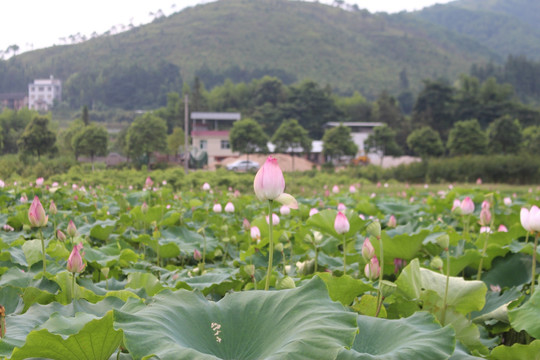 荷花