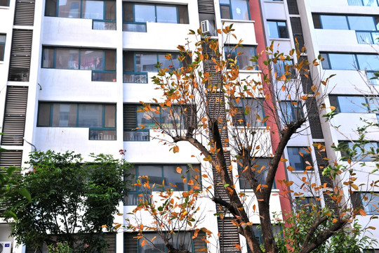 小区树木  大树