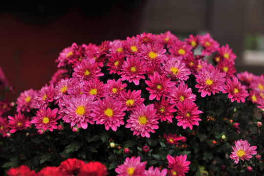 红色花卉  会议装饰花