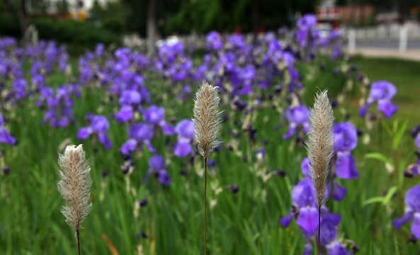 鸢尾花