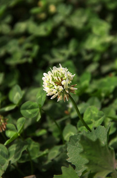 路边小白花