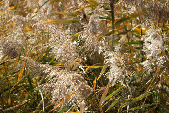 芦苇 湿地 秋天 植物 芦花