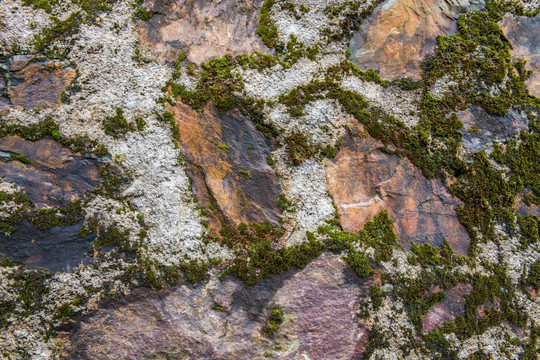 苔藓石缝墙壁