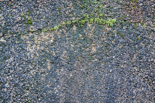苔藓水泥背景实拍