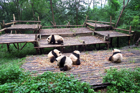 熊猫 熊猫基地