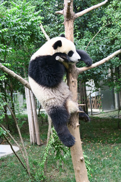 熊猫 爬在树上睡觉的熊猫