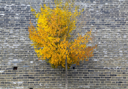 青砖墙 一棵黄叶的小树
