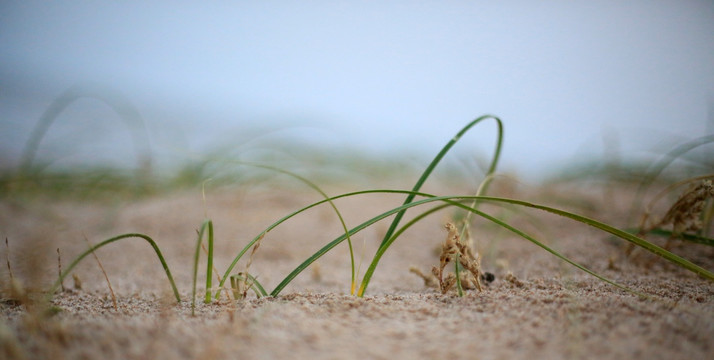 沙滩植物