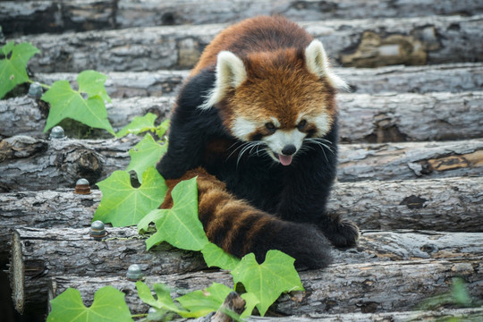 小熊猫