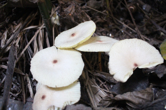 白蘑菇