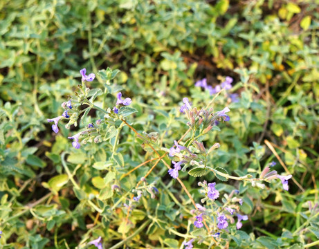 中草药 荆芥