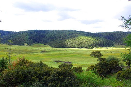 香格里拉普达措国家公园之草原